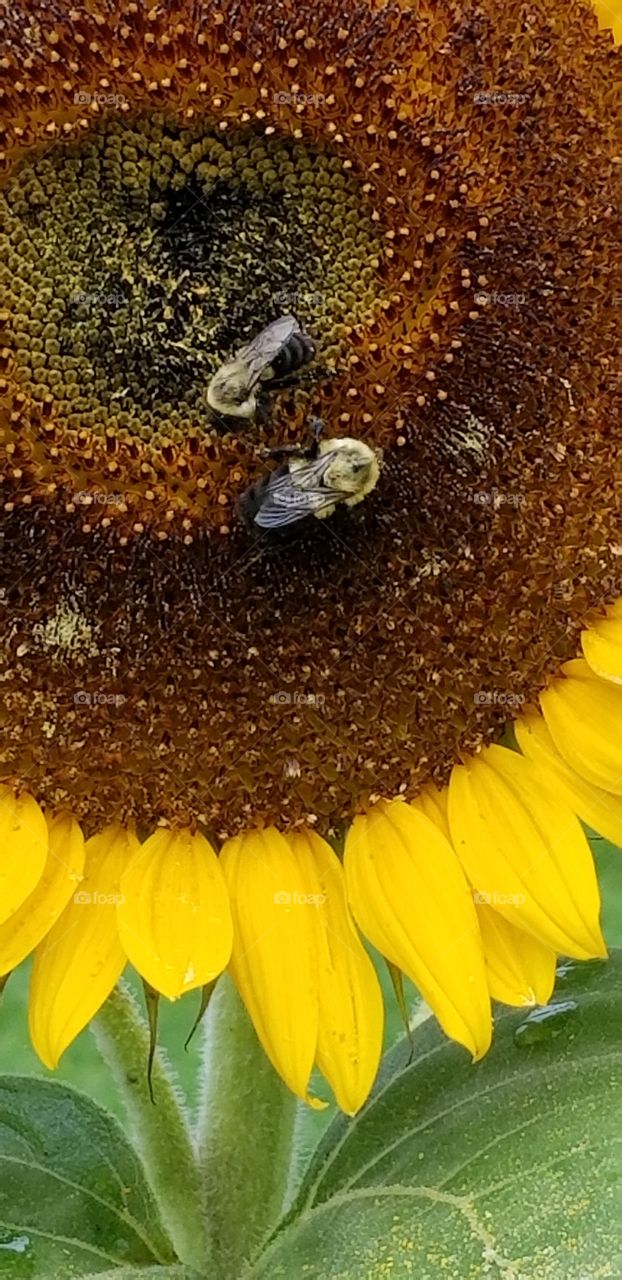 two bumblebees on sunflower