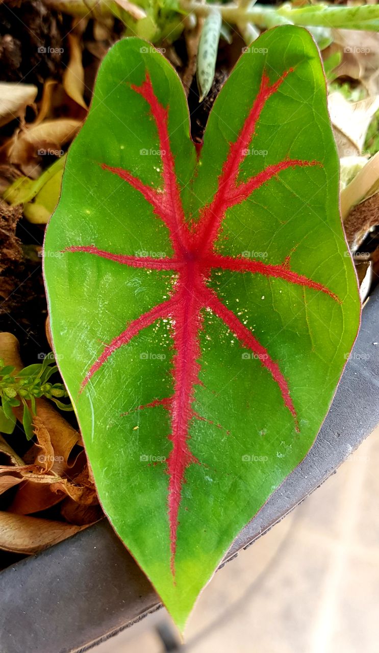 leaf  - tinhorão foliage