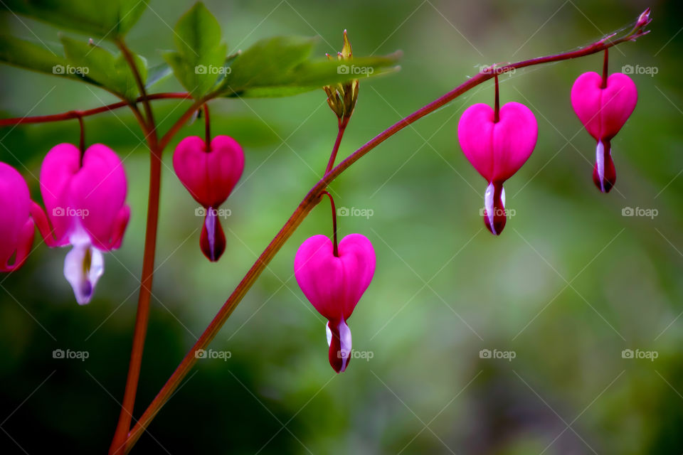 Bleeding heart blooming at outdoors