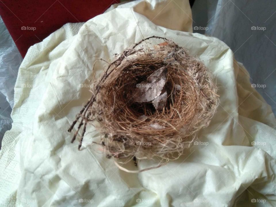 nest