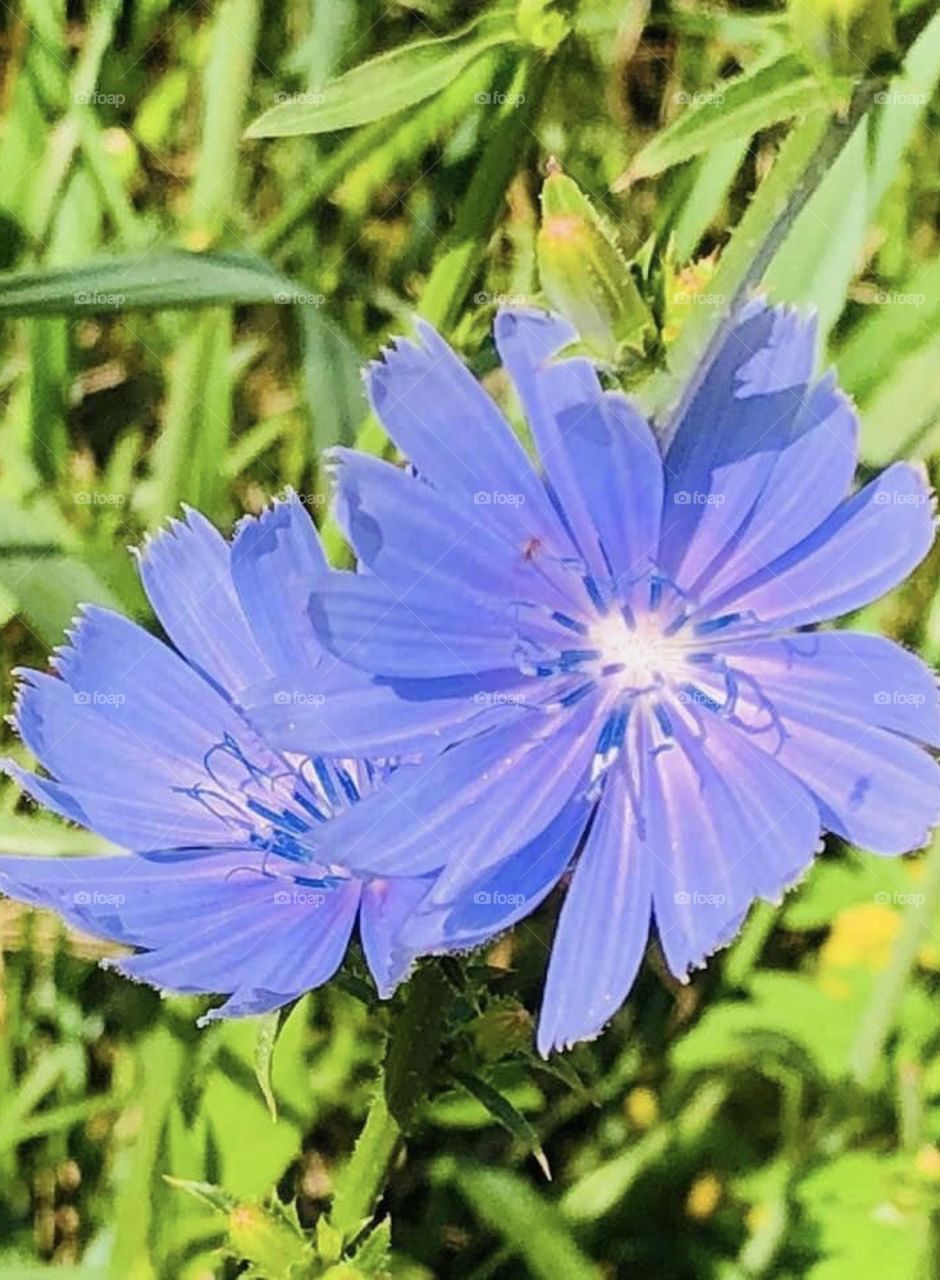 Chicory 