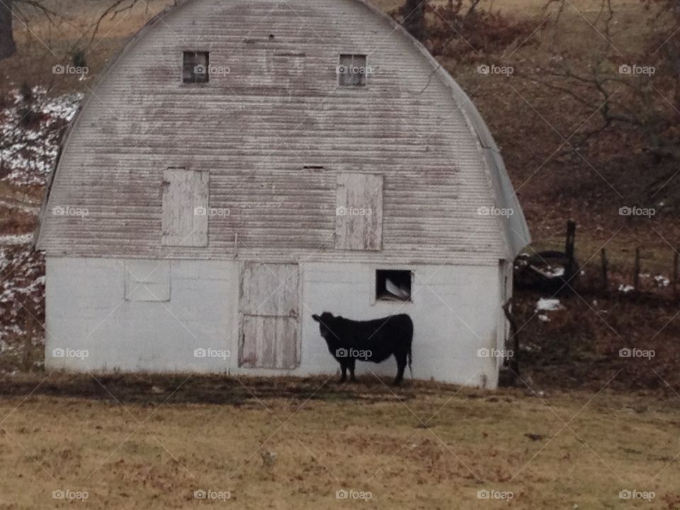 Cow barn