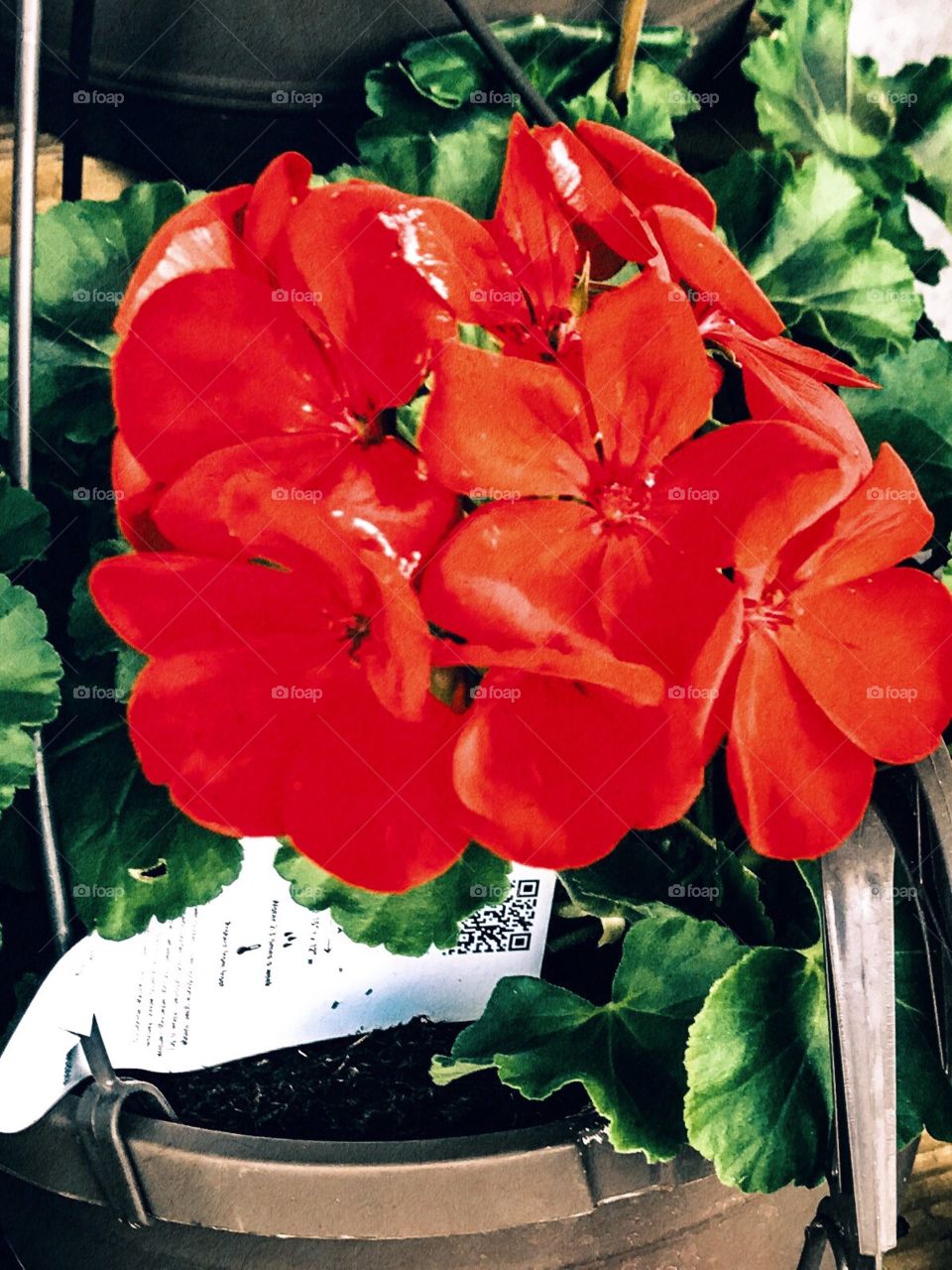 Red Geraniums 