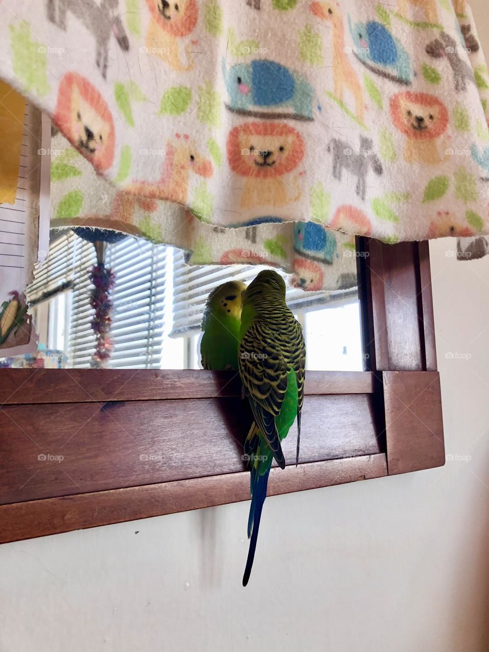 Playful Kiwi at the mirror / My pet parquet 🦜 