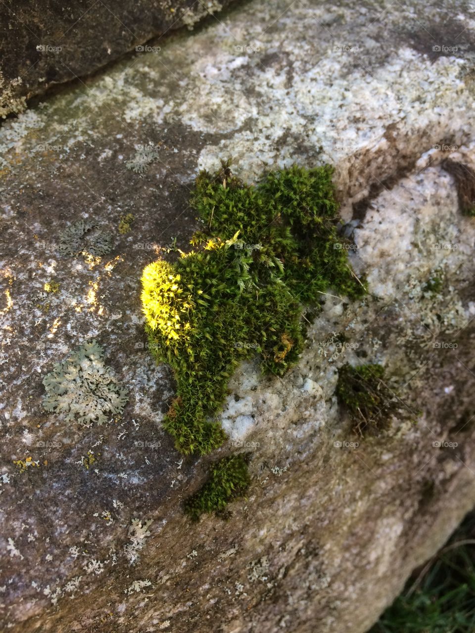Moss on the base of a grave marker