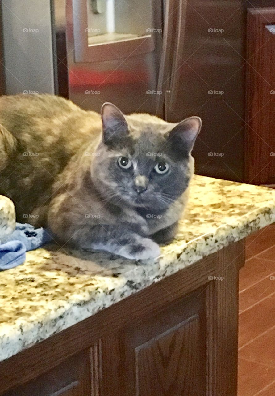 Caught on the countertop!!