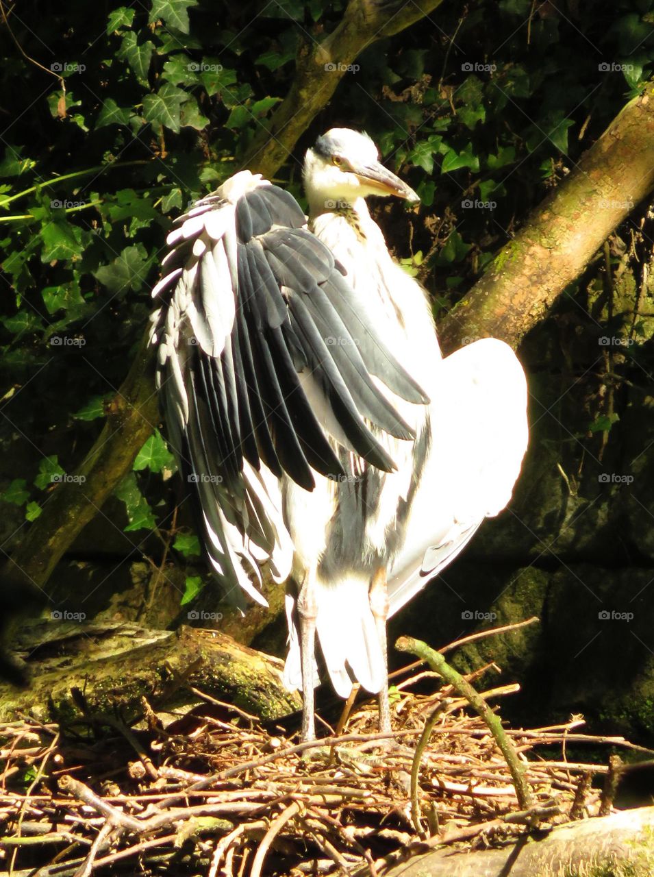 Bird at nest