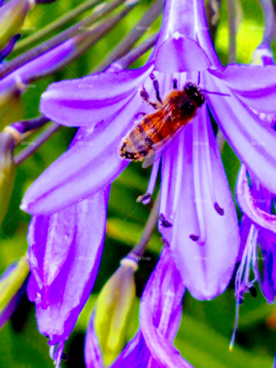 Honey Bee on Violet Flowers in Summer