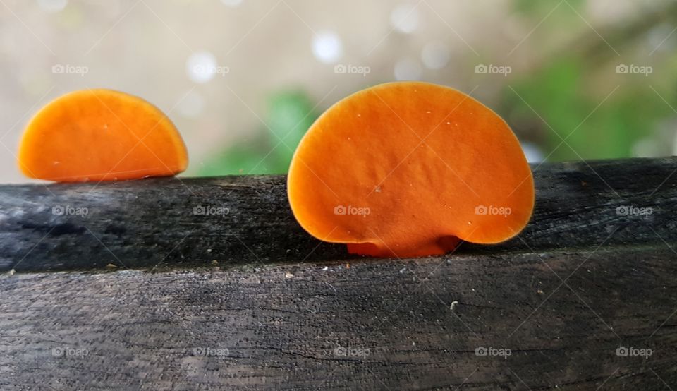 Polyporus Sanguineus on the wood
