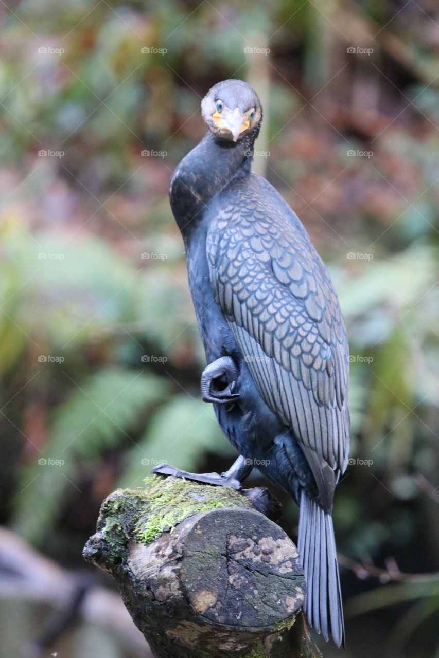 Cormorant 