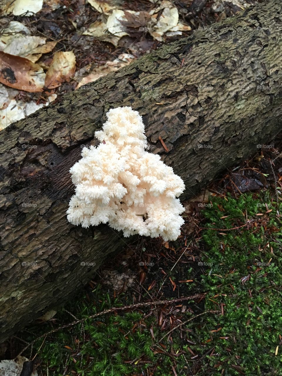 Fungi coral