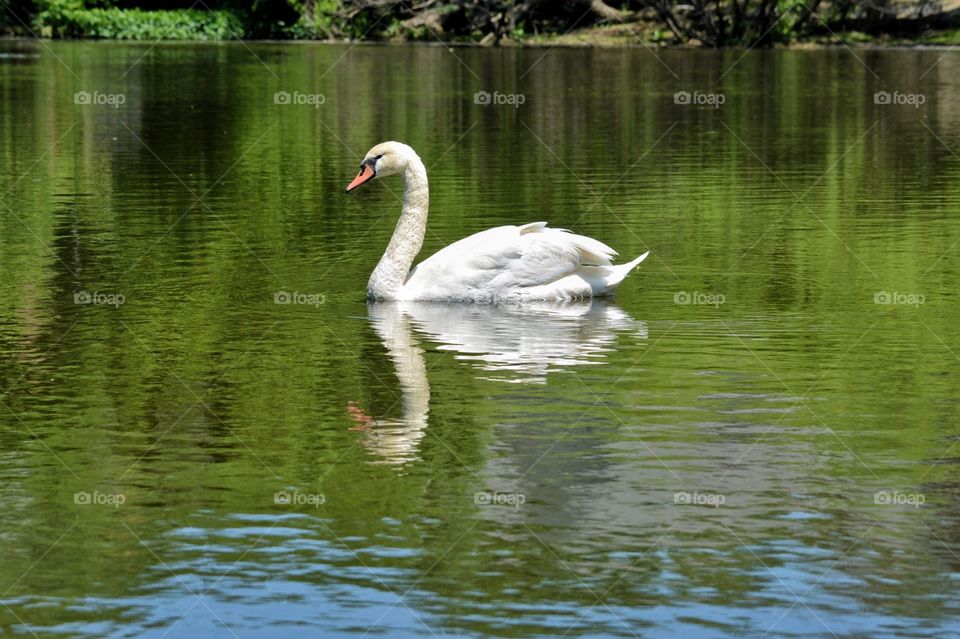 Swan with Reflection