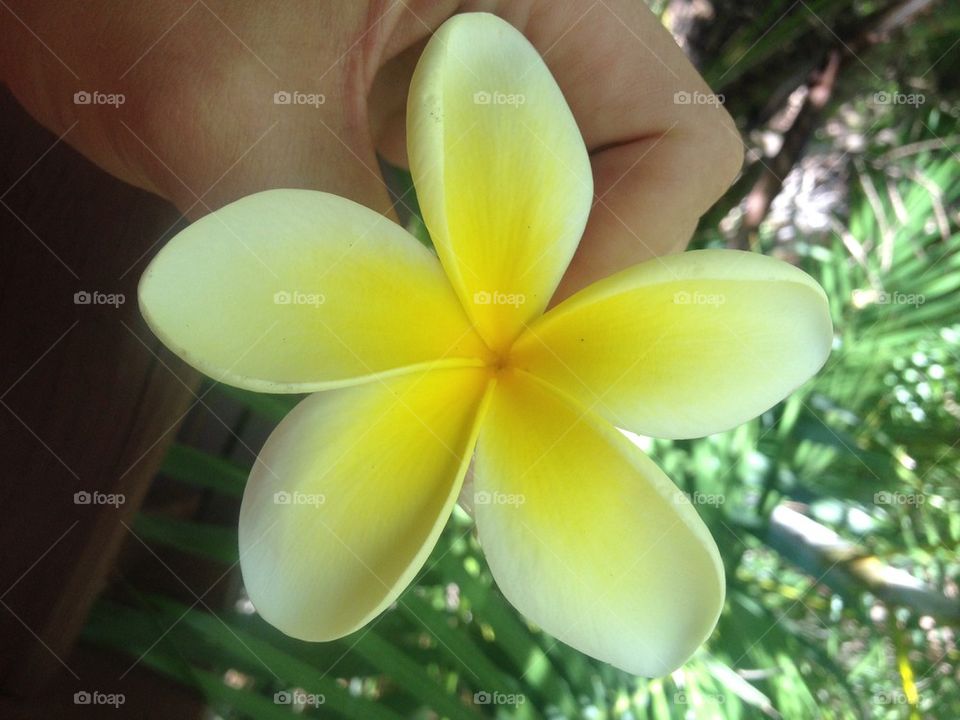 Handheld Frangipani