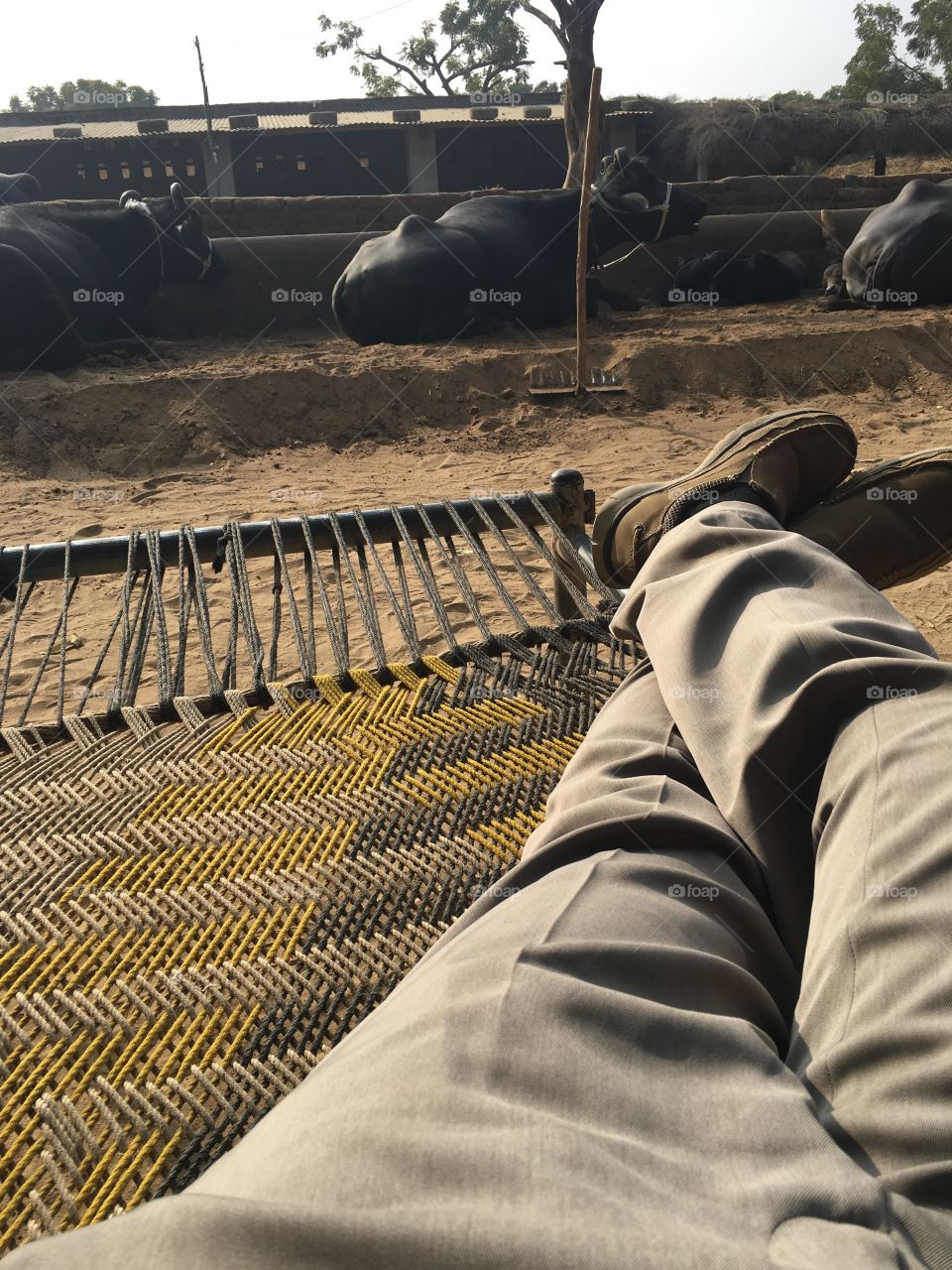Relaxing in farm