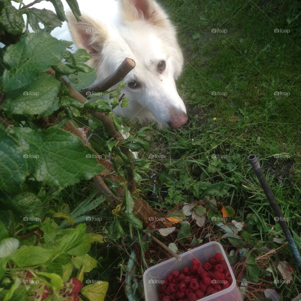 Don't pinch them . My dog sky trying to get the Berrys