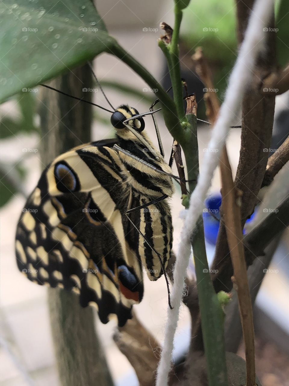 Newly hatched citrus butterfly!!!! 