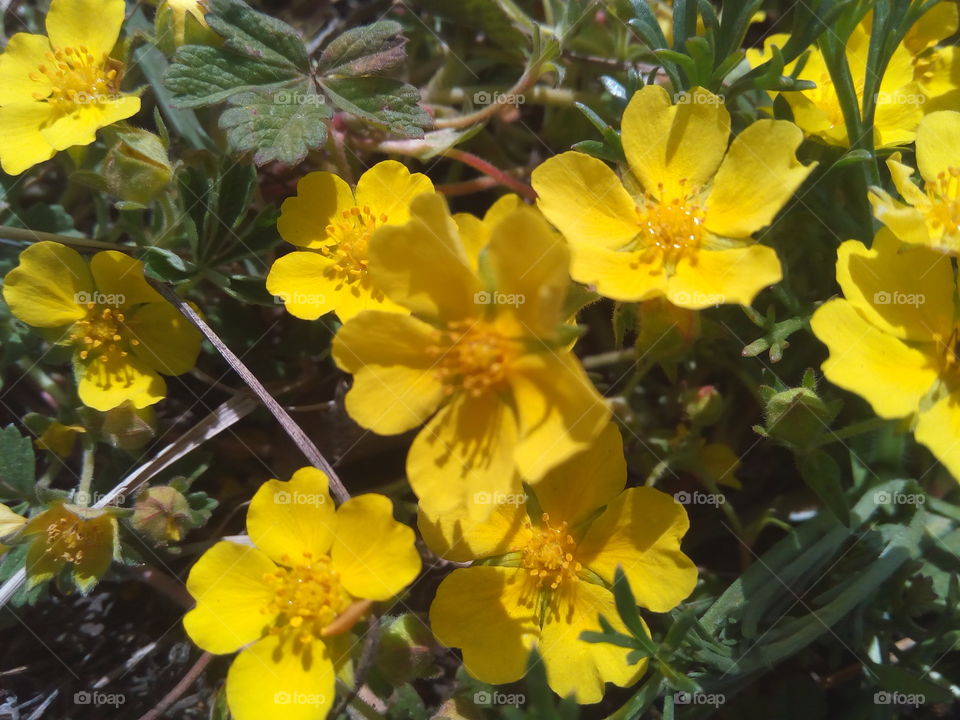 Sunny Flowers