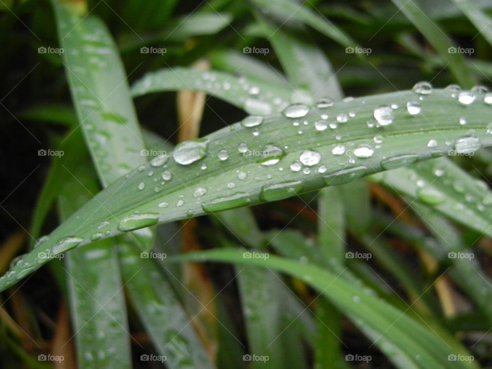 water drops on leaves