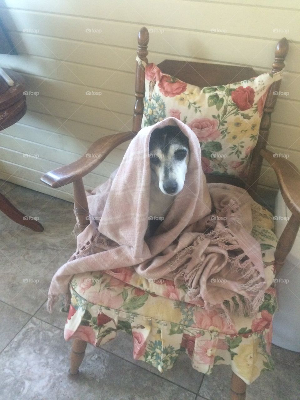 Coco under a blanket.