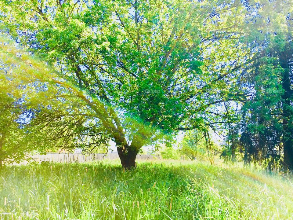 Sun rays golden thru the trees