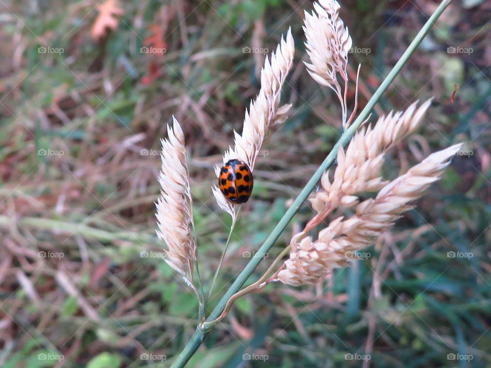 ladybug