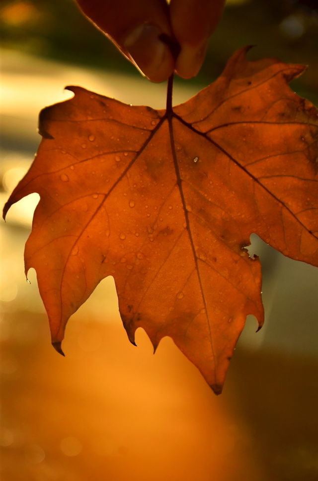 Colores de otoño