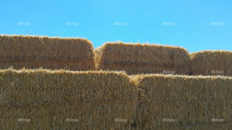 Blue Sky and Golden Hay