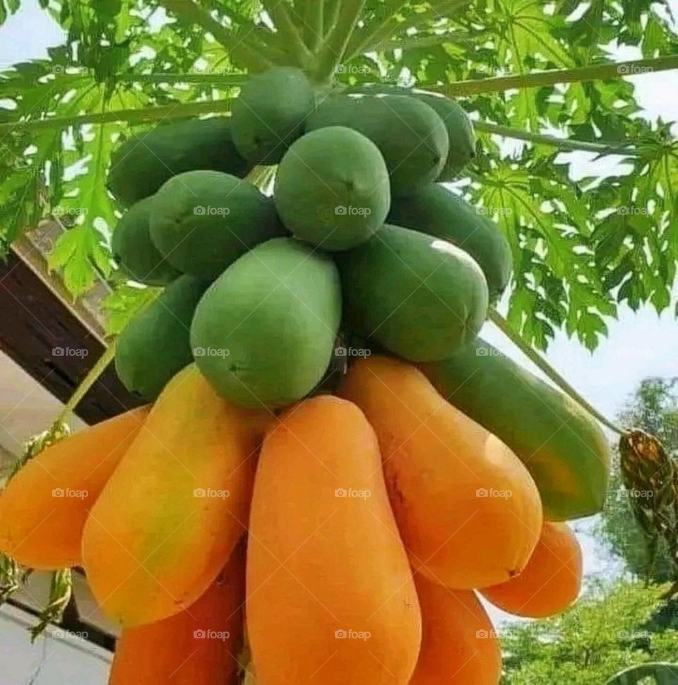 A beautiful and attractive papaya tree outside my house.