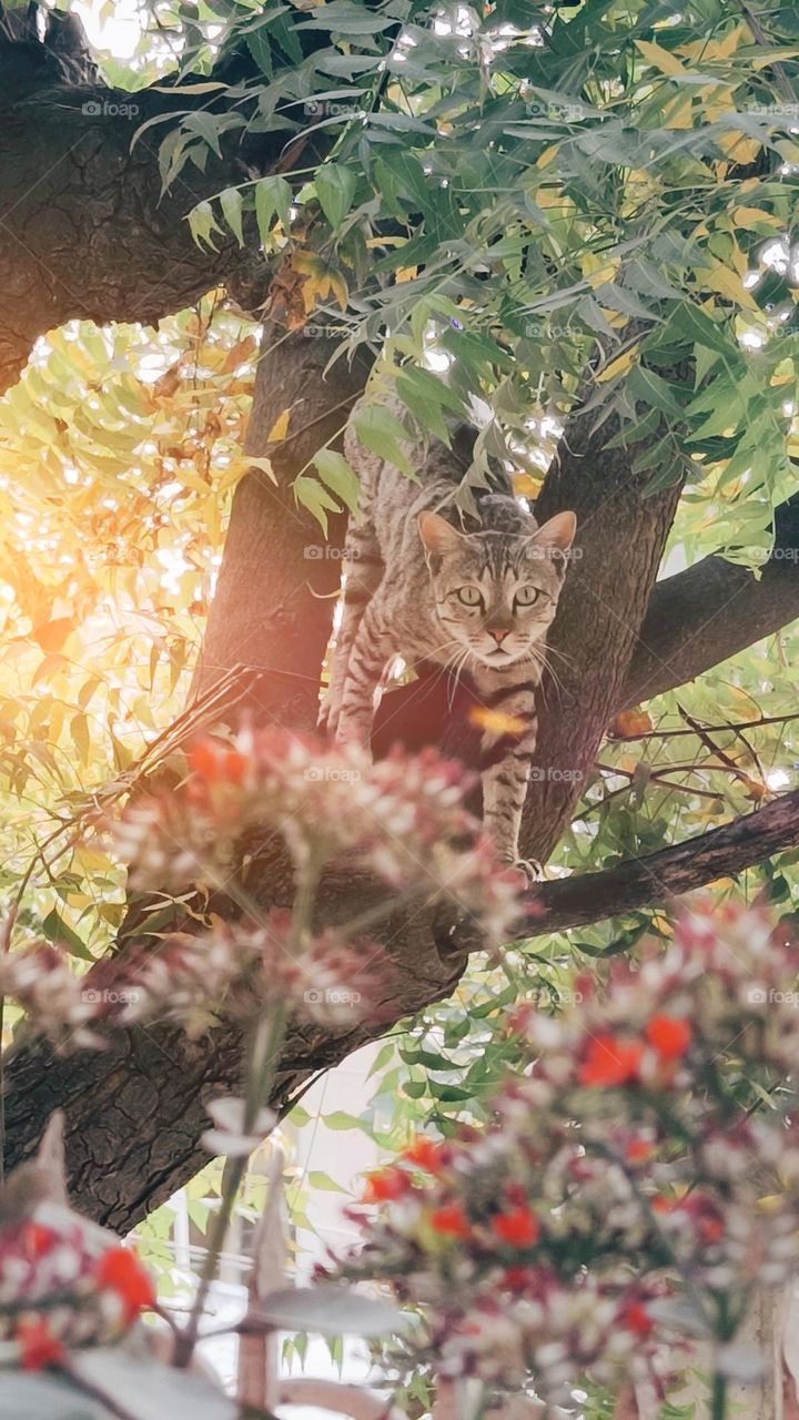 cat on tree