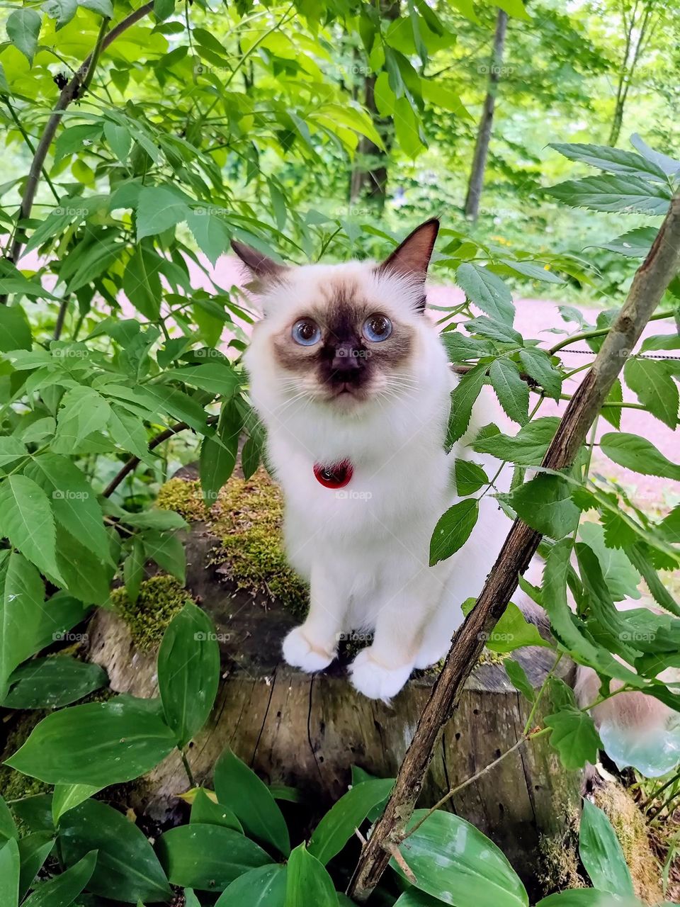 Scared sacred birman white cat looking around in the middle of greenery