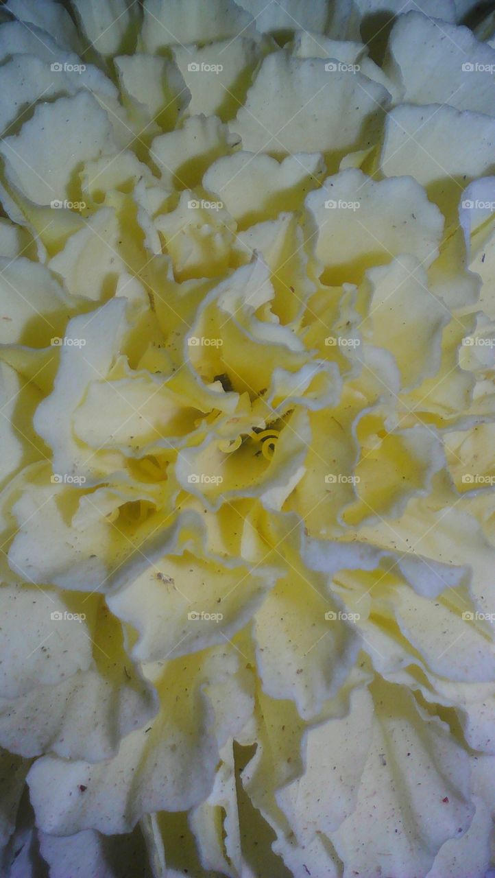 Beautiful white yellowish Marigold flower