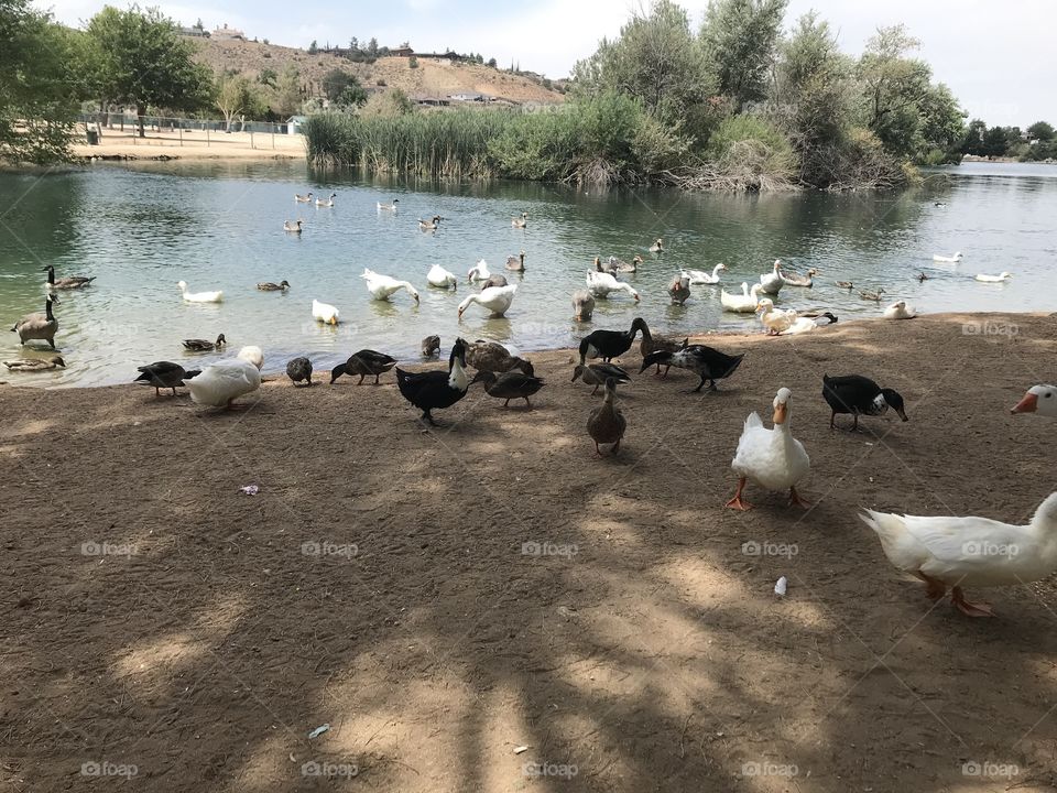 Ducks