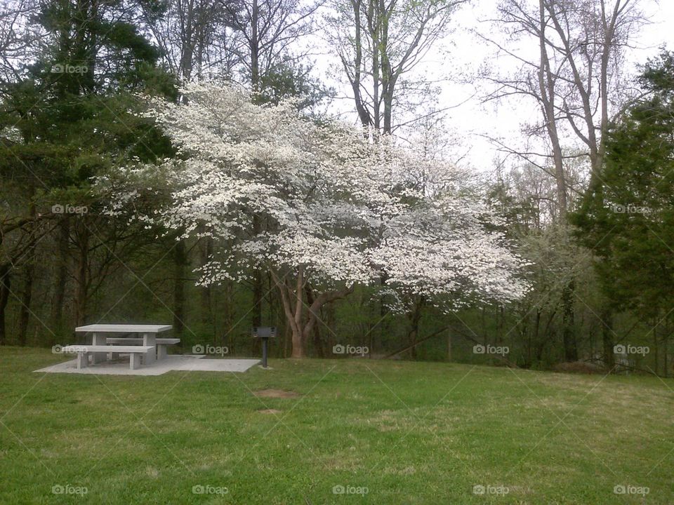 White Dogwood 