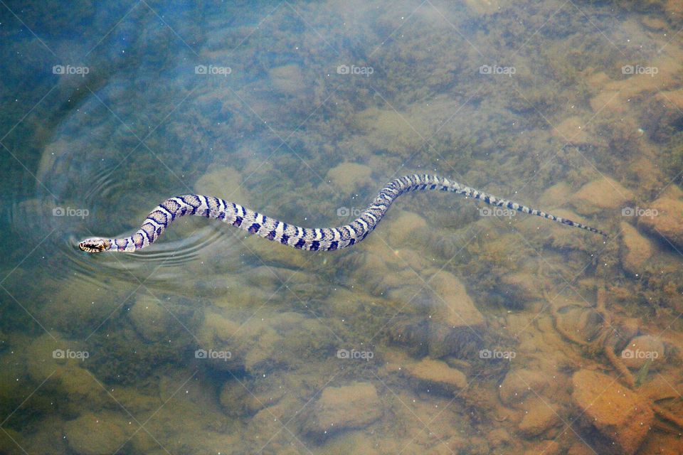 swimming snake.