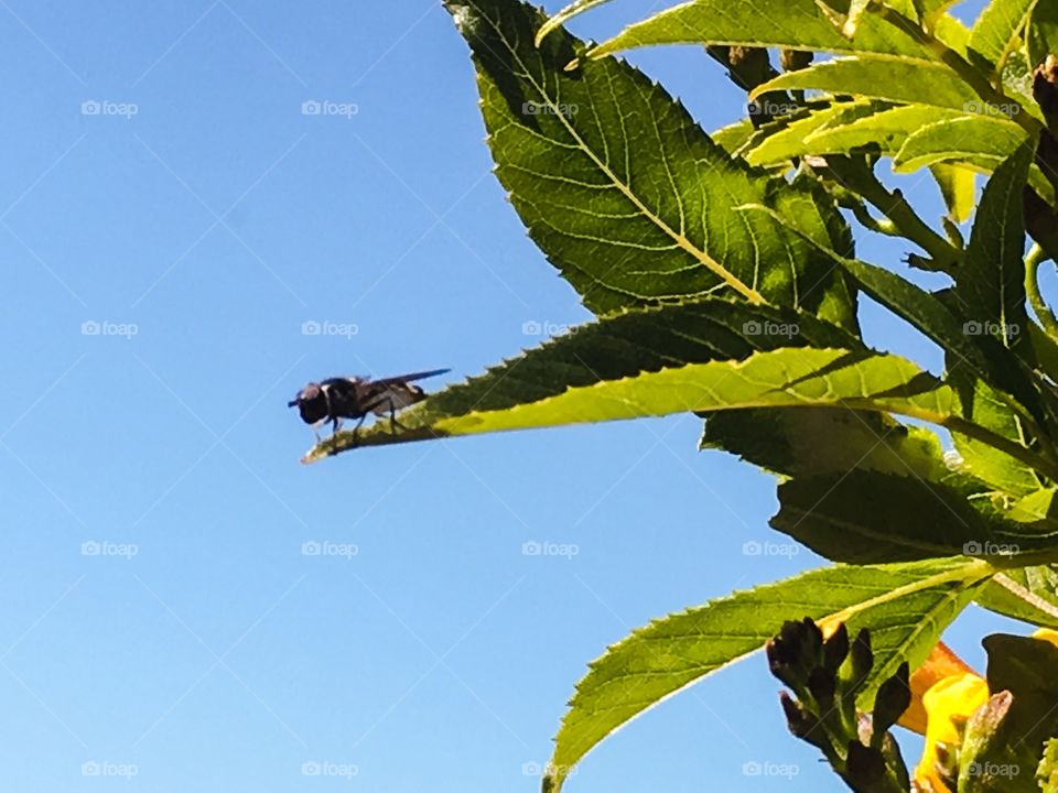 Bee on a green leaf