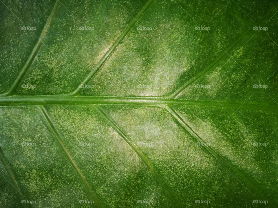 Green leaf