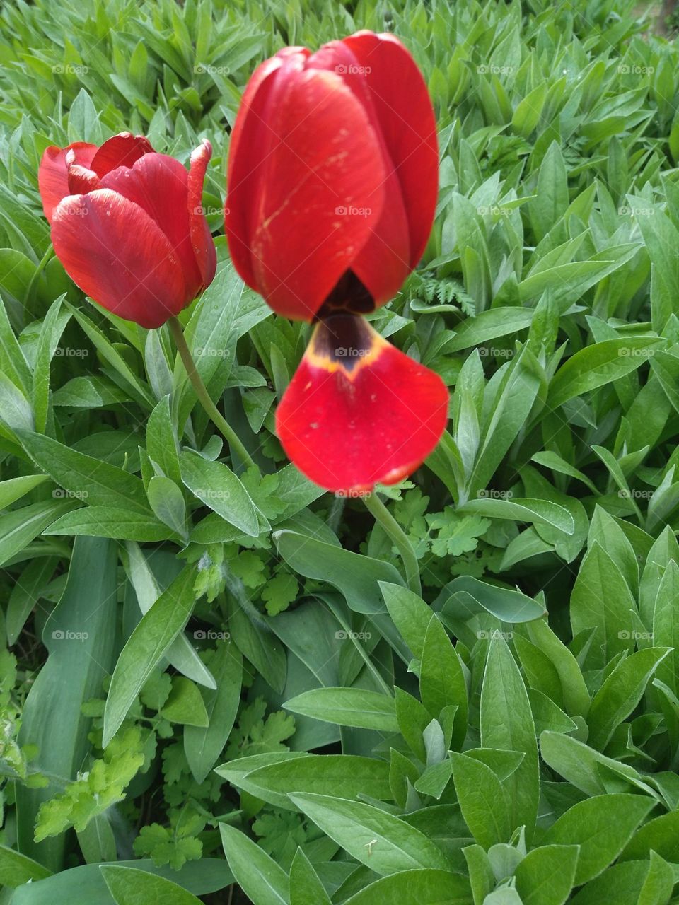тюльпаны