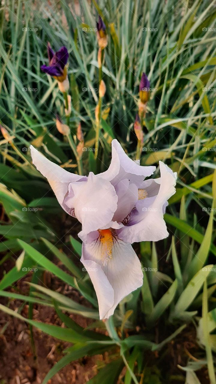 Flora white iris flower