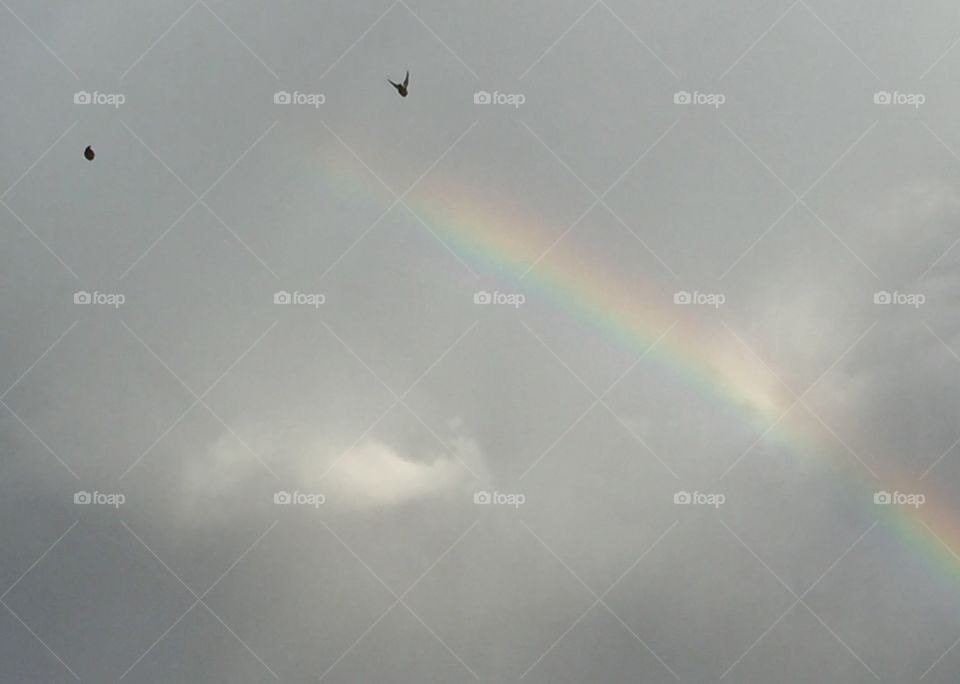 Rainbow in gray sky with bird