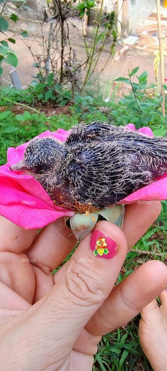 little bird in the colorful nest