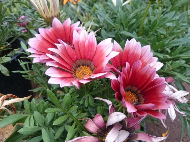 Red Flowers