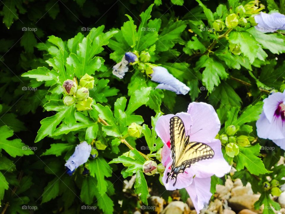 Butterfly on flower