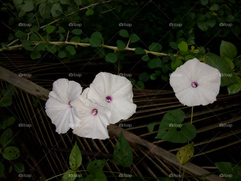 white violet flower