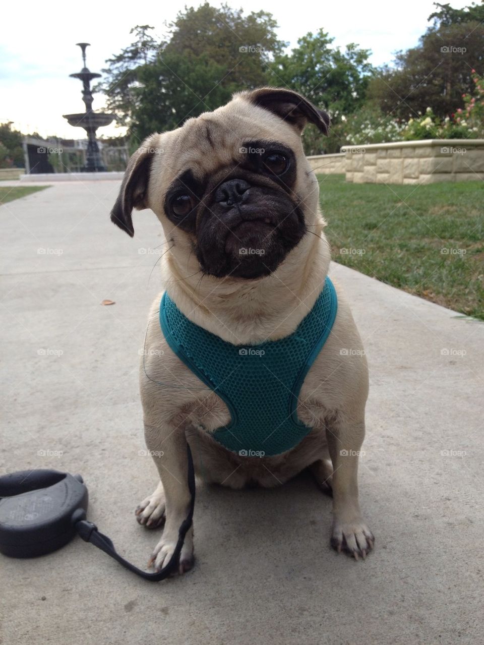 Pug out for her walk