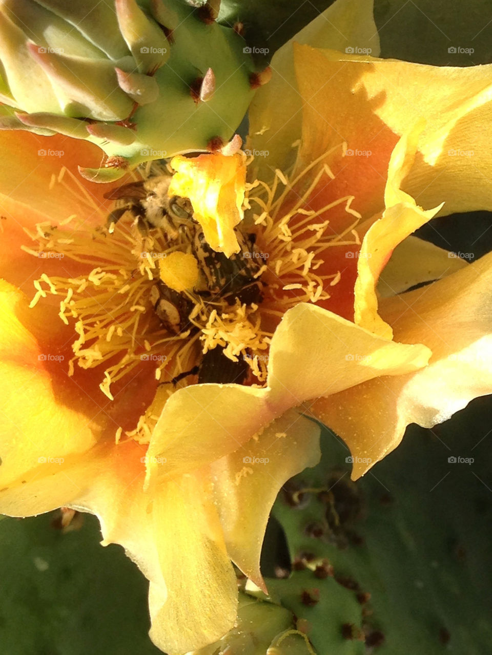 CACTUS BEATLE INSIDE