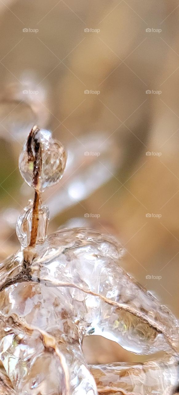 covered in ice (Hydrangea)