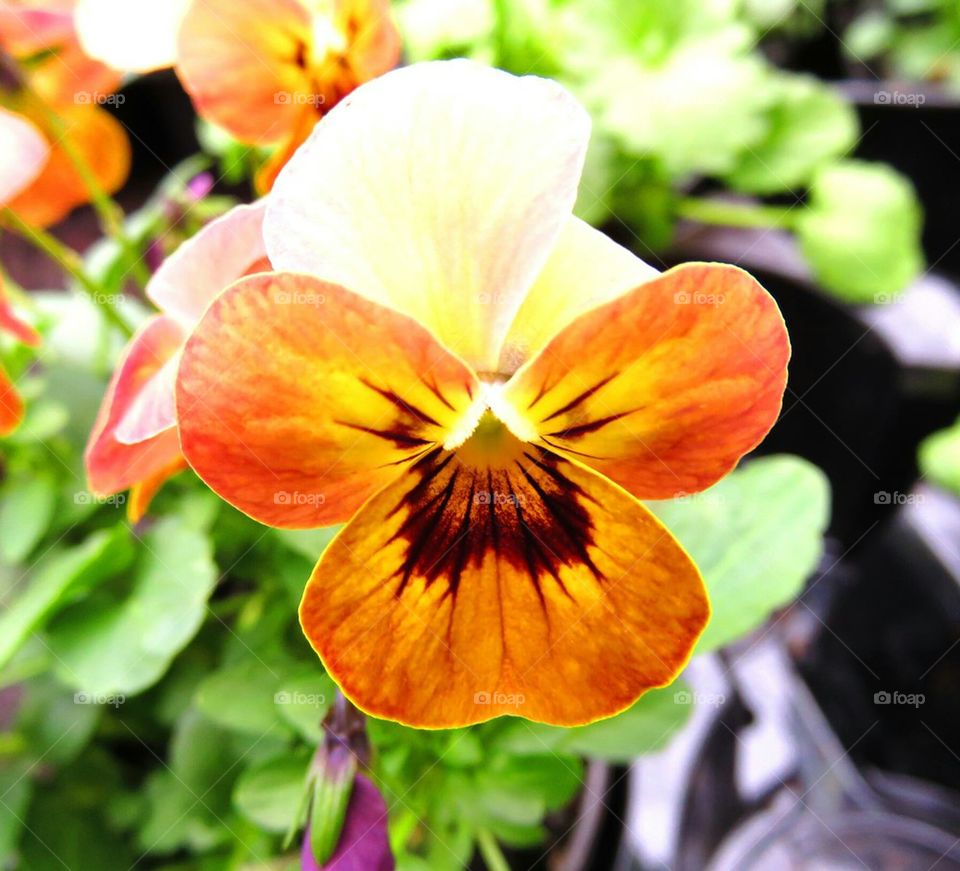 pansy