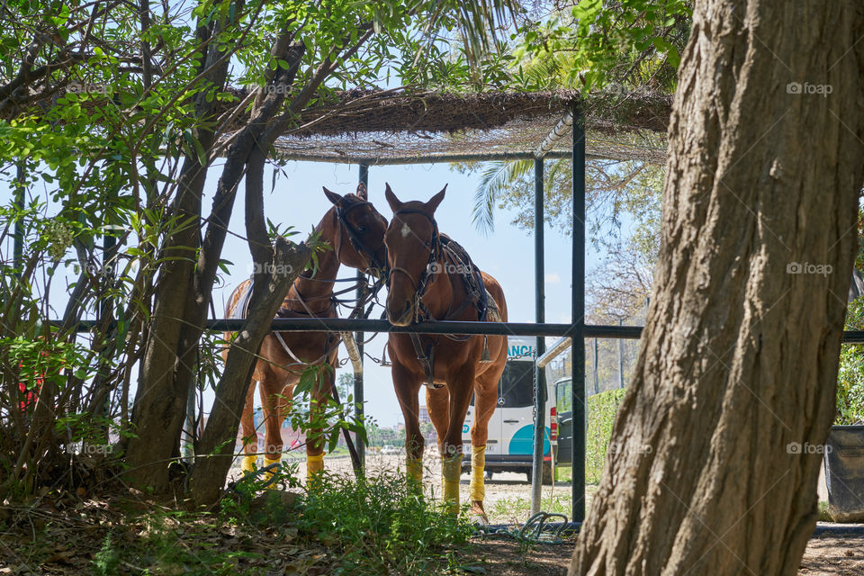 Equine love