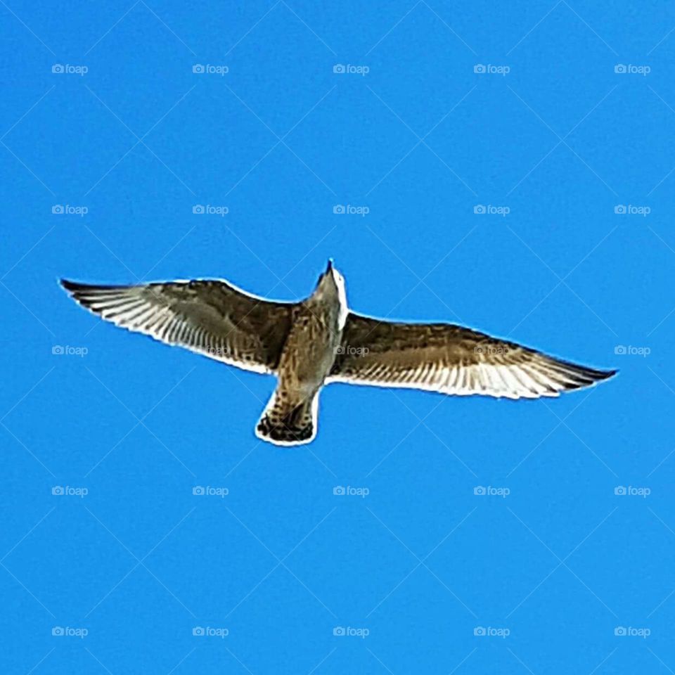Free as a bird, a seagull in flight, UK...