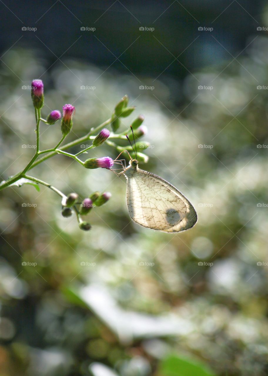 butterfly